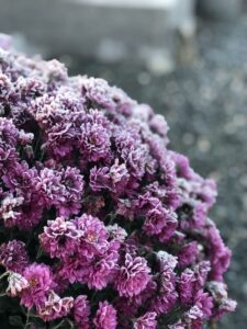 fleurs violet