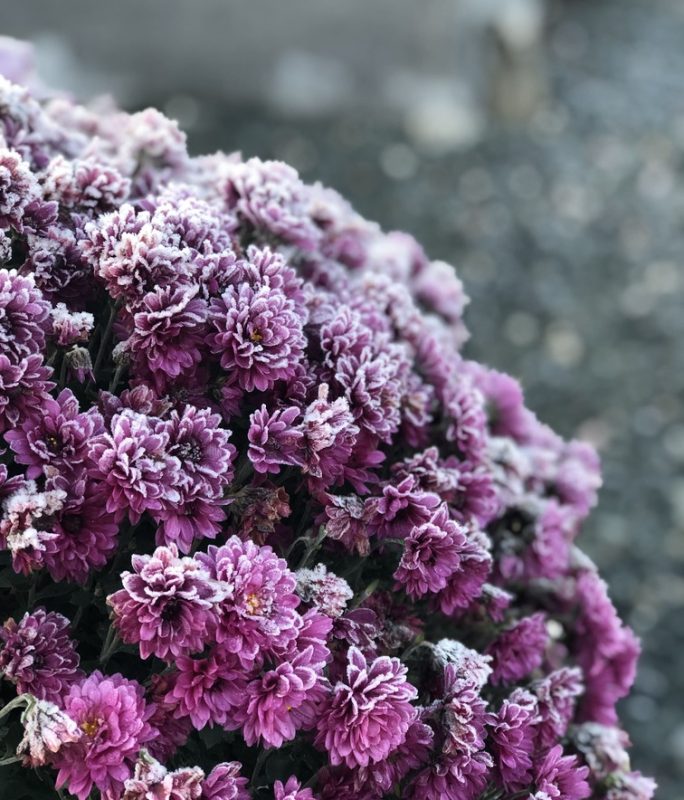 fleurs violet